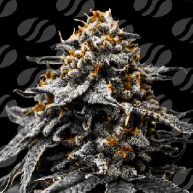 Auto Twilight Zlush > Original Sensible Seeds